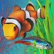 Icon of program: Fish Farm 2