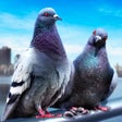 Icon of program: Pigeon Bird Survival Simu…