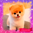Icono de programa: Puppy Dog GIF Photo Frame…