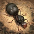 Icon of program: The Ants: Underground Kin…