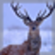 Hunting Unlimited 2010 icon