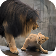 Icon of program: Lion Video Live Wallpaper