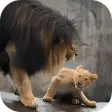 Icon of program: Lion Video Live Wallpaper