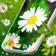 Icon of program: 3D Daisy Live Wallpaper  …