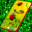 Icon of program: Ladybugs Live Wallpaper