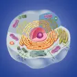 Icon of program: Cell biology