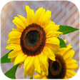 Icono de programa: Sunflower Live Wallpaper