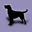 Icon of program: Dog Breeds - for dog love…