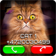 Icon of program: Fake Video Call Cat