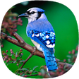 Icono de programa: Blue Jay Sounds