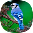 Icon of program: Blue Jay Sounds