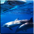 Icon of program: Dolphins +Sound Live Wall…