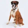 Icon of program: Boxer Dogs Wallpapers