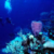 Icon of program: Scuba Videos Daily