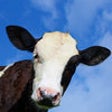 Icon of program: Crazy Cow Simulator FREE