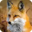 Icon of program: Fox Wallpaper HD