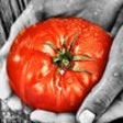 Icon of program: Colored Picture