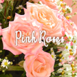Icono de programa: icon & wallpaper-Pink Ros…