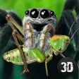 Icon of program: Wild Life of Tarantula Sp…