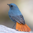 Icono de programa: Birds Complete Reference …