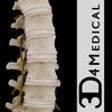 Icon of program: Spine Pro III