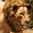 Icon of program: Ultimate Lion Simulator