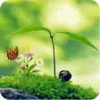 Icon of program: Nature Wallpapers HD