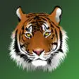 Icon of program: Tiger hit shrew mouse