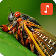 Icono de programa: Cicada sound ringtones