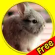 Icon of program: exciting rabbits for kids…
