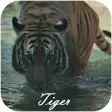Icon of program: Tiger Video Live Wallpape…