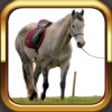 Icon of program: Equine Conformation - Hor…