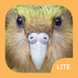 Icon of program: Birds of New Zealand LITE
