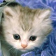 Icon of program: 300 Kitty TapTap Game for…