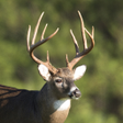 Icono de programa: Whitetail Deer Calls