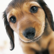 Icon of program: Puppy School