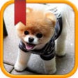 Icon of program: Dog Breed Quiz & Trivia A…
