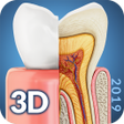 Icon of program: Dental Anatomy