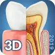 Icon of program: Dental  Anatomy