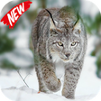Icono de programa: Lynx Video Live Wallpaper