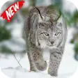 Icon of program: Lynx Video Live Wallpaper