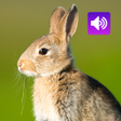 Icono de programa: Rabbit and Bunny Sounds