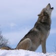 Icono de programa: Wolf Howl Sound