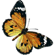 Icon of program: Butterflies