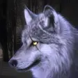 Icon of program: Wildlife Artic Wolf Game …