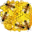 Icon of program: Honey and Bee live wallpa…