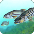 Fishing Fanatic - Fishing App with Solunar Charts icon