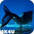 Icon of program: 4K Whales Video Live Wall…