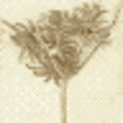 Icono de programa: 81 Herbs Healing and Magi…