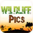 Icon of program: Wild Life Pics